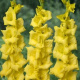 50 Gladiolen (geel) (leverbaar van jan-jun)